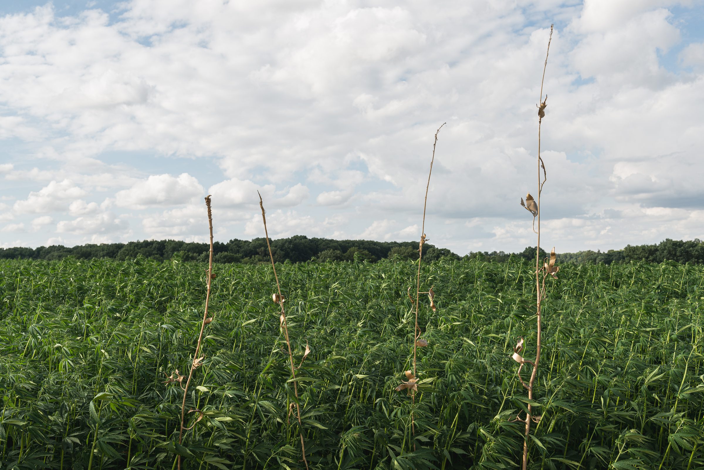 「Potential Hemp」展示ビュー、91530 LE MARAISでの展示、キュレーター：Victoire de Pourtalès、Le-Val-Saint-Germain、2022年
